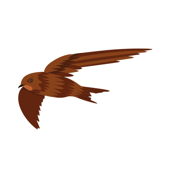 Burung Walet - Training Walet